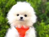 Orji̇nal Pomerami̇an Boo