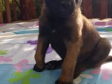 Teslime Hazır Malinois