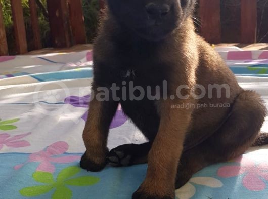 Teslime Hazır Malinois