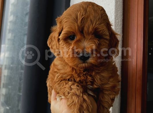 Sağlık Ve Ömür Boyu Irk Garantili Poodle Yavrularımız görsel