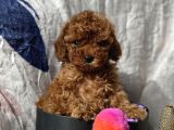 Ti̇ny Boss Toy Poodle Yavrumuz