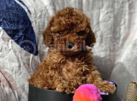 Ti̇ny Boss Toy Poodle Yavrumuz