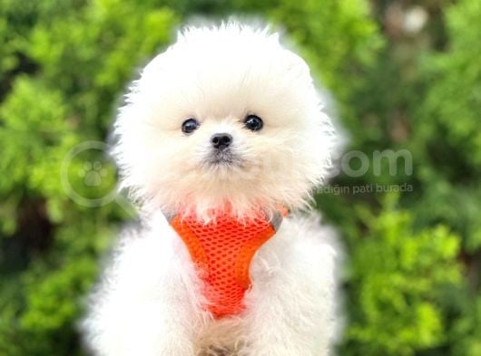 Ayıcık Surat Boo Pomeranian Yavrular