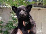 Alman Çoban Köpeği Show Kalite