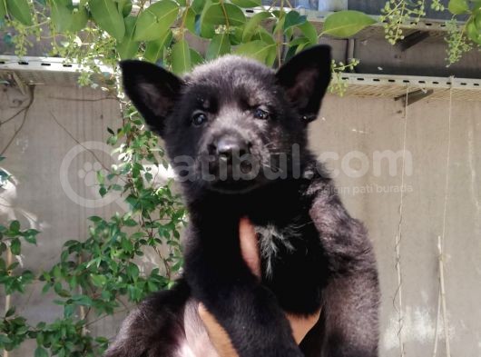 Alman Çoban Köpeği Show Kalite