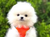 Ayıcık Surat Boo Pomeranian Yavrular