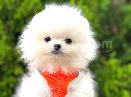 Ayıcık Surat Boo Pomeranian Yavrular görsel