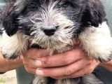 Yavru Terrier