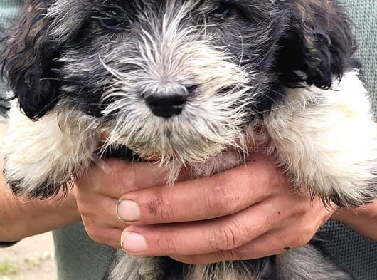 Yavru Terrier