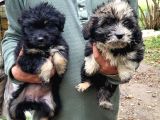 Yavru Terrier