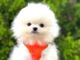 Pomeranian Boo Çocuklarımız