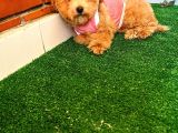 A Kalite Maltipoo Yavrularimiz