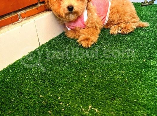 A Kalite Maltipoo Yavrularimiz