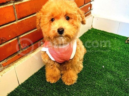 A Kalite Maltipoo Yavrularimiz görsel