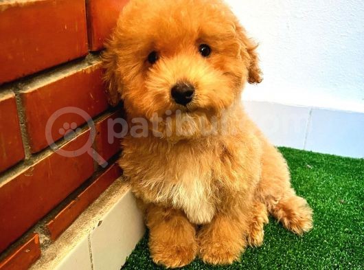 A Kalite Maltipoo Yavrularimiz görsel