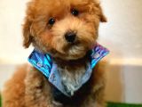A Kalite Maltipoo Yavrularimiz
