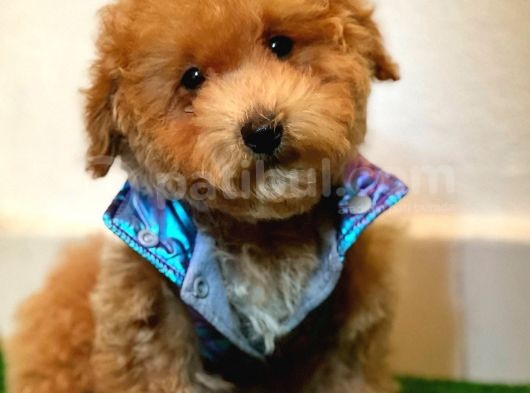 A Kalite Maltipoo Yavrularimiz görsel
