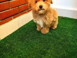 A Kalite Maltipoo Yavrularimiz
