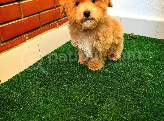 A Kalite Maltipoo Yavrularimiz görsel