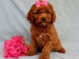 Sağlik Ve Irk Garanti̇li̇ Red Brown Toy Poodle Yavrularimiz