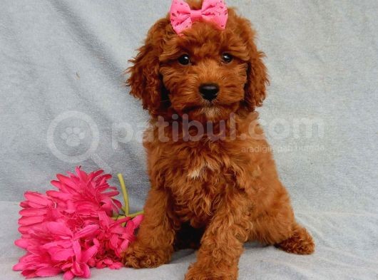 Sağlik Ve Irk Garanti̇li̇ Red Brown Toy Poodle Yavrularimiz görsel