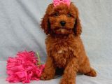 Sağlik Ve Irk Garanti̇li̇ Red Brown Toy Poodle Yavrularimiz