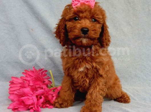 Sağlik Ve Irk Garanti̇li̇ Red Brown Toy Poodle Yavrularimiz görsel
