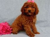 Sağlik Ve Irk Garanti̇li̇ Red Brown Toy Poodle Yavrularimiz