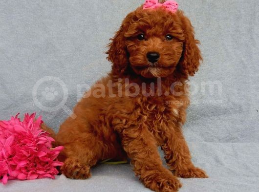 Sağlik Ve Irk Garanti̇li̇ Red Brown Toy Poodle Yavrularimiz