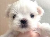Sıfır Beden Maltese Terrier