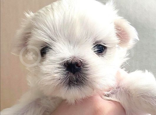 Sıfır Beden Maltese Terrier görsel