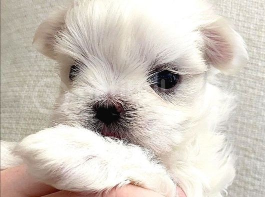 Sıfır Beden Maltese Terrier görsel