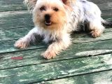 Teacup 7 Aylık Erkek Dişi Yorkshire Terrier Yavruları