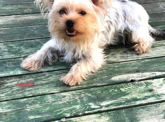 Teacup 7 Aylık Erkek Dişi Yorkshire Terrier Yavruları görsel