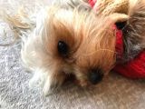 Teacup 7 Aylık Erkek Dişi Yorkshire Terrier Yavruları