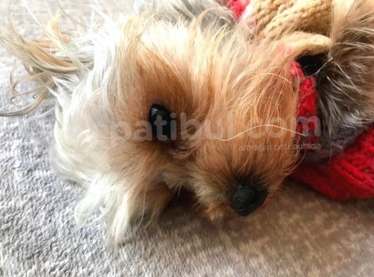 Teacup 7 Aylık Erkek Dişi Yorkshire Terrier Yavruları görsel