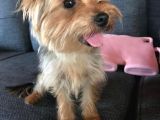 Teacup 7 Aylık Erkek Dişi Yorkshire Terrier Yavruları
