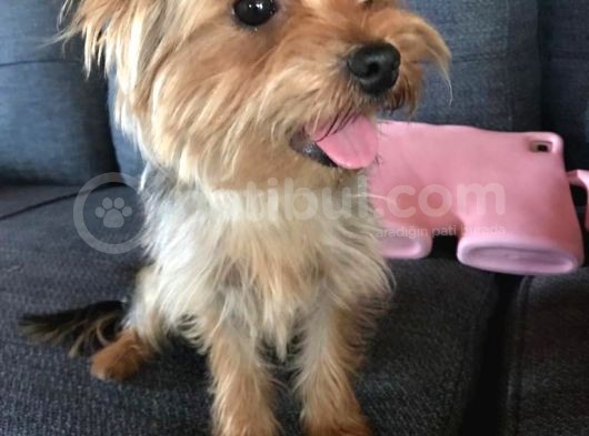 Teacup 7 Aylık Erkek Dişi Yorkshire Terrier Yavruları