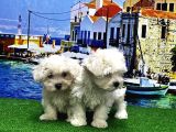 Mükemmel Kali̇tede Maltese Terri̇er Yavru