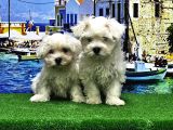 Mükemmel Kali̇tede Maltese Terri̇er Yavru