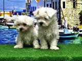 Mükemmel Kali̇tede Maltese Terri̇er Yavru