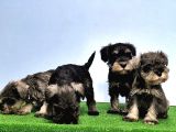 Mükemmel Kali̇tede Mi̇nyatür Schnauzer Yavrular