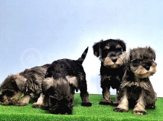Mükemmel Kali̇tede Mi̇nyatür Schnauzer Yavrular görsel