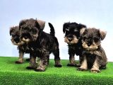 Mükemmel Kali̇tede Mi̇nyatür Schnauzer Yavrular