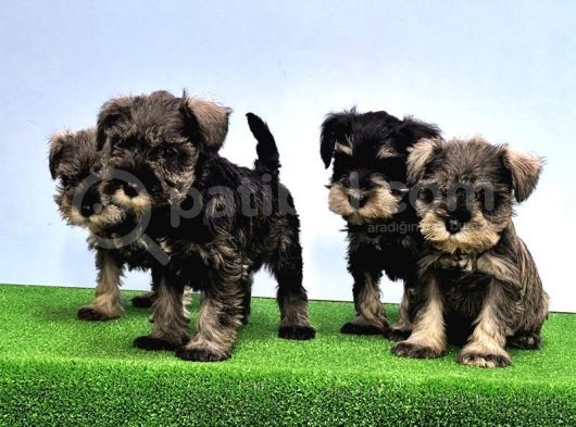 Mükemmel Kali̇tede Mi̇nyatür Schnauzer Yavrular görsel