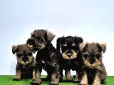 Mükemmel Kali̇tede Mi̇nyatür Schnauzer Yavrular