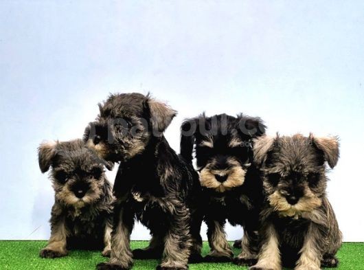 Mükemmel Kali̇tede Mi̇nyatür Schnauzer Yavrular görsel