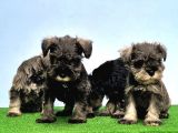 Mükemmel Kali̇tede Mi̇nyatür Schnauzer Yavrular