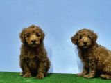 Mükemmel Kali̇tede Toy Poodle Yavru