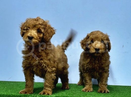 Mükemmel Kali̇tede Toy Poodle Yavru görsel